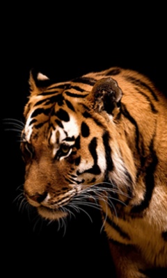 Tiger_In_Black.jpg