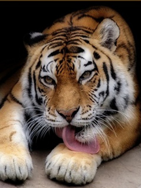 Klicken Sie auf die Grafik für eine größere Ansicht 

Name:	Tiger.jpg 
Hits:	925 
Größe:	90,0 KB 
ID:	15387