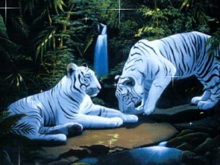White Tigers.jpg