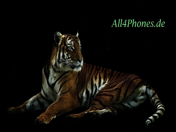 Klicken Sie auf die Grafik fr eine grere Ansicht 

Name:	All4Phones-Tiger.jpg 
Hits:	313 
Gre:	239,5 KB 
ID:	22159