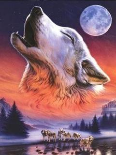 Wolf Bilder (Format 240x320)