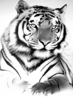 Weiße Tiger Logos (1).jpg