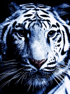 Weiße Tiger Logos (9).jpg