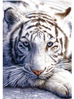 Weiße Tiger Logos (11).jpg