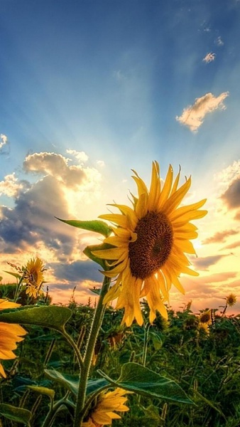 Klicken Sie auf die Grafik fr eine grere Ansicht 

Name:	sunflower-sonnenblume-iphone-5s-hd-wallpaper.jpg 
Hits:	1905 
Gre:	159,1 KB 
ID:	50145